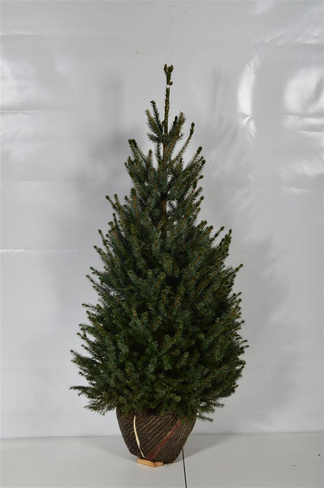 Picea omorika