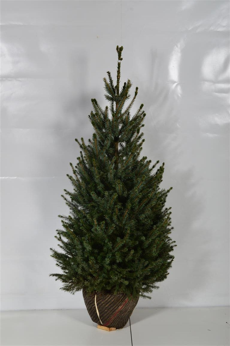 Picea omorika 200-225 cm (rotklump med trådkorg)