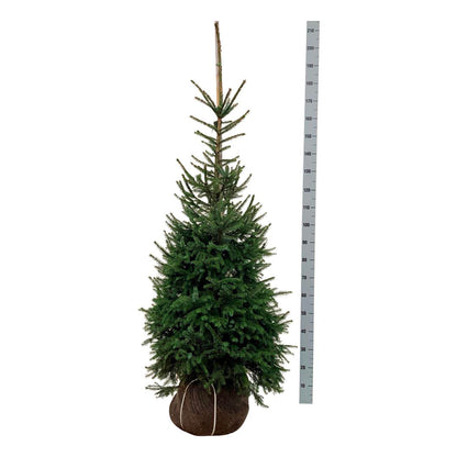Picea omorika 125-150 cm rotklump, extra omskolad