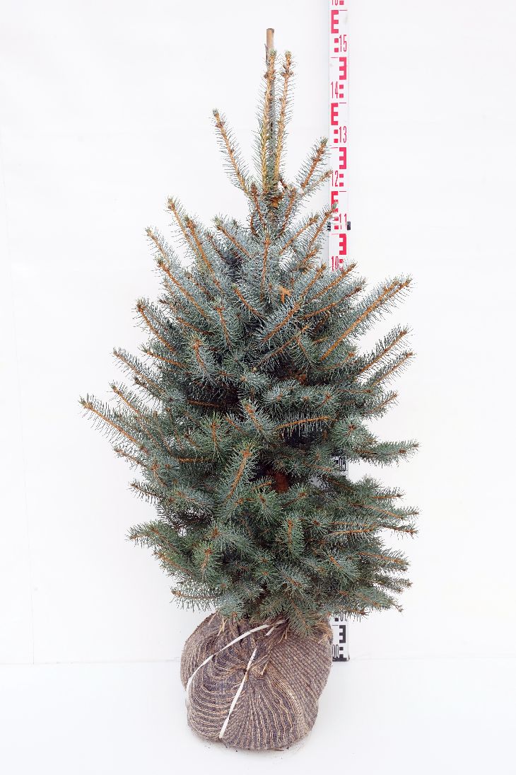 Picea pungens &
