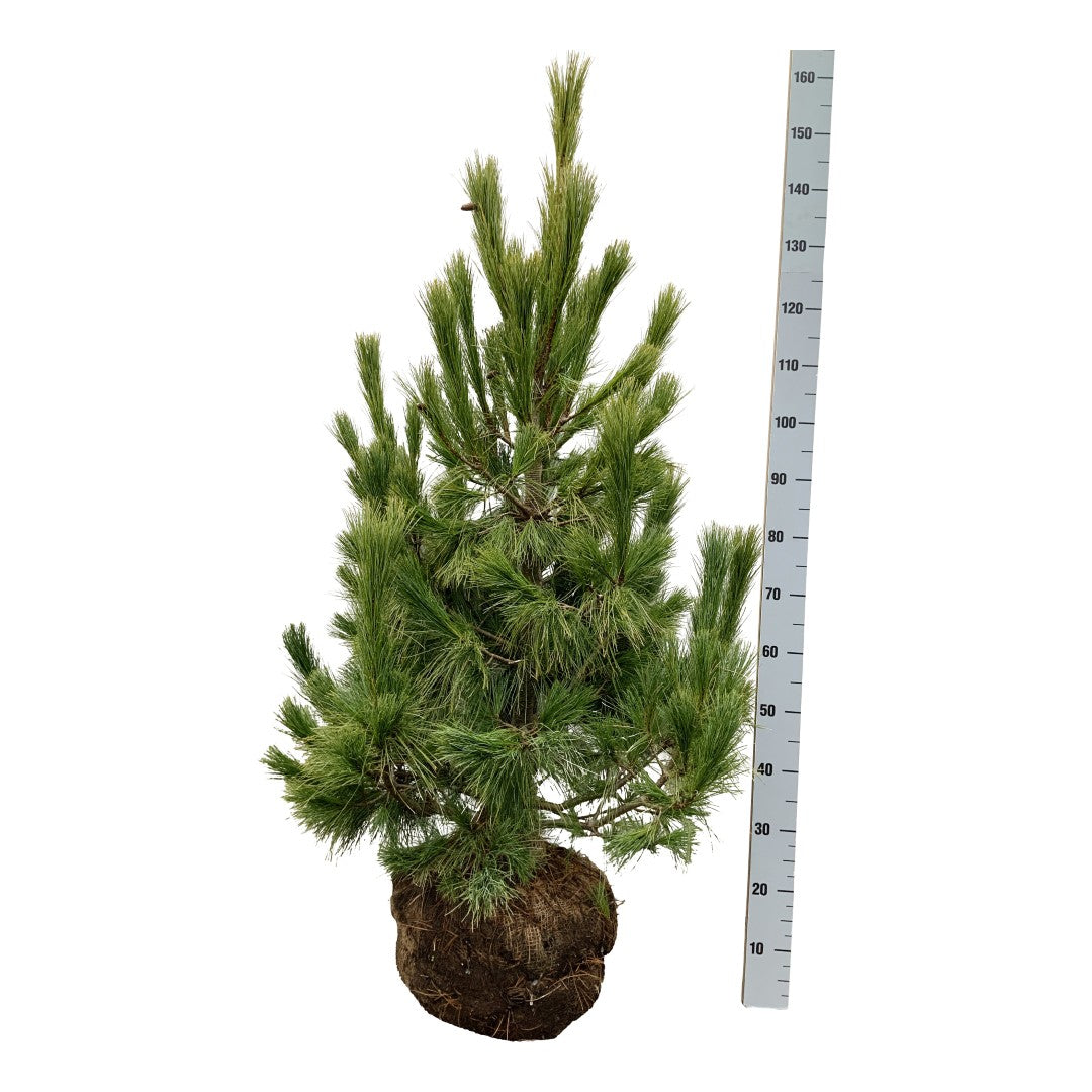 Pinus peuce 80-100 cm rotklump med nät (extra omplanterad)