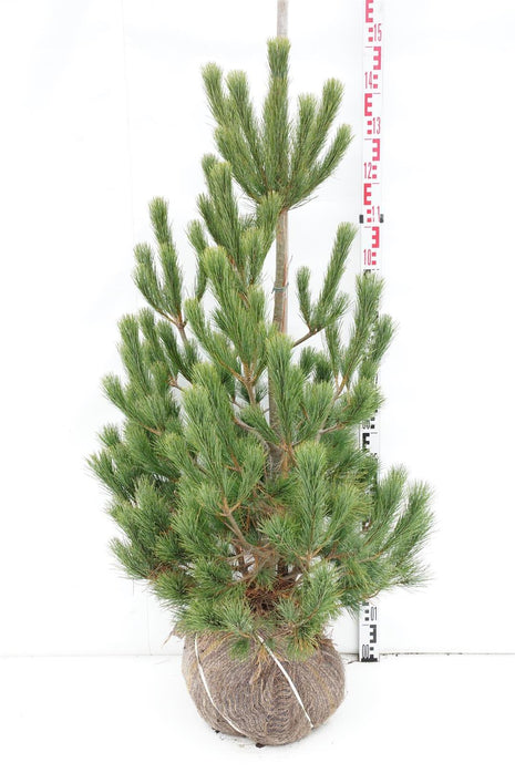 Pinus peuce