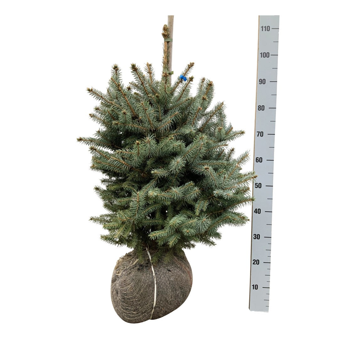 Picea pungens &
