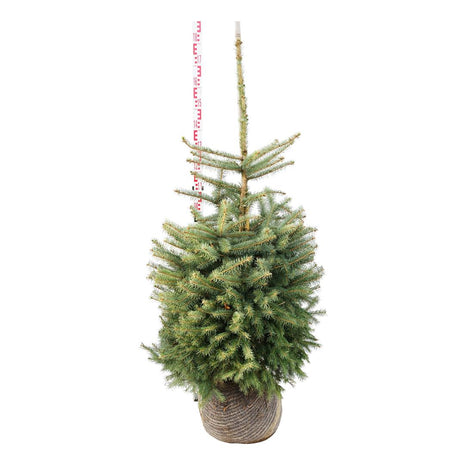 Picea pungens