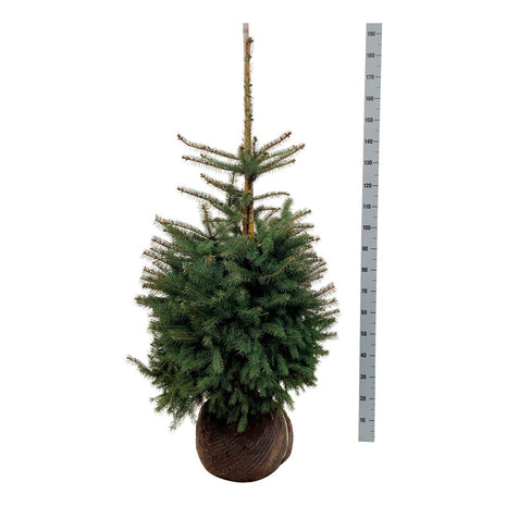 Picea pungens