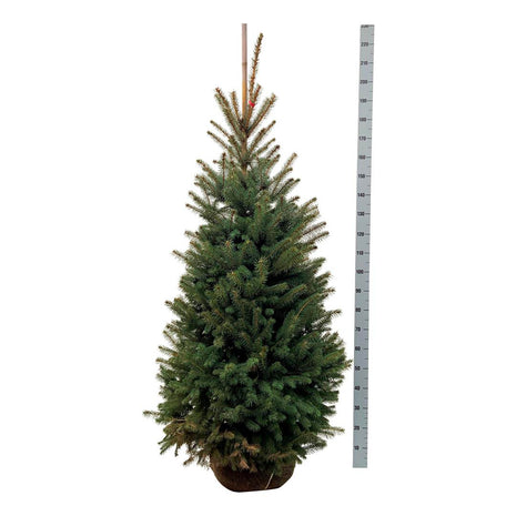 Picea pungens