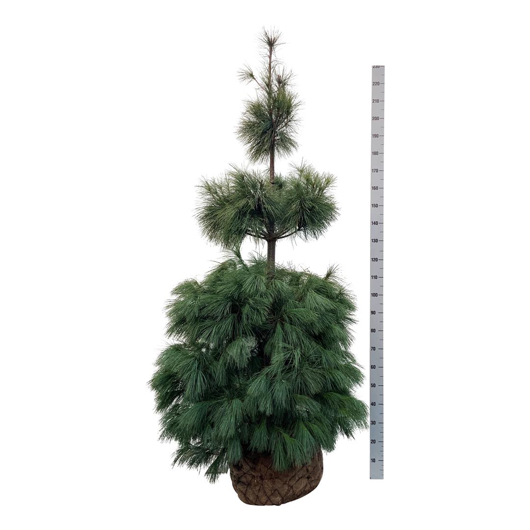 Tall strobus - 175-200 CM WRB EXTRA TRNSPL