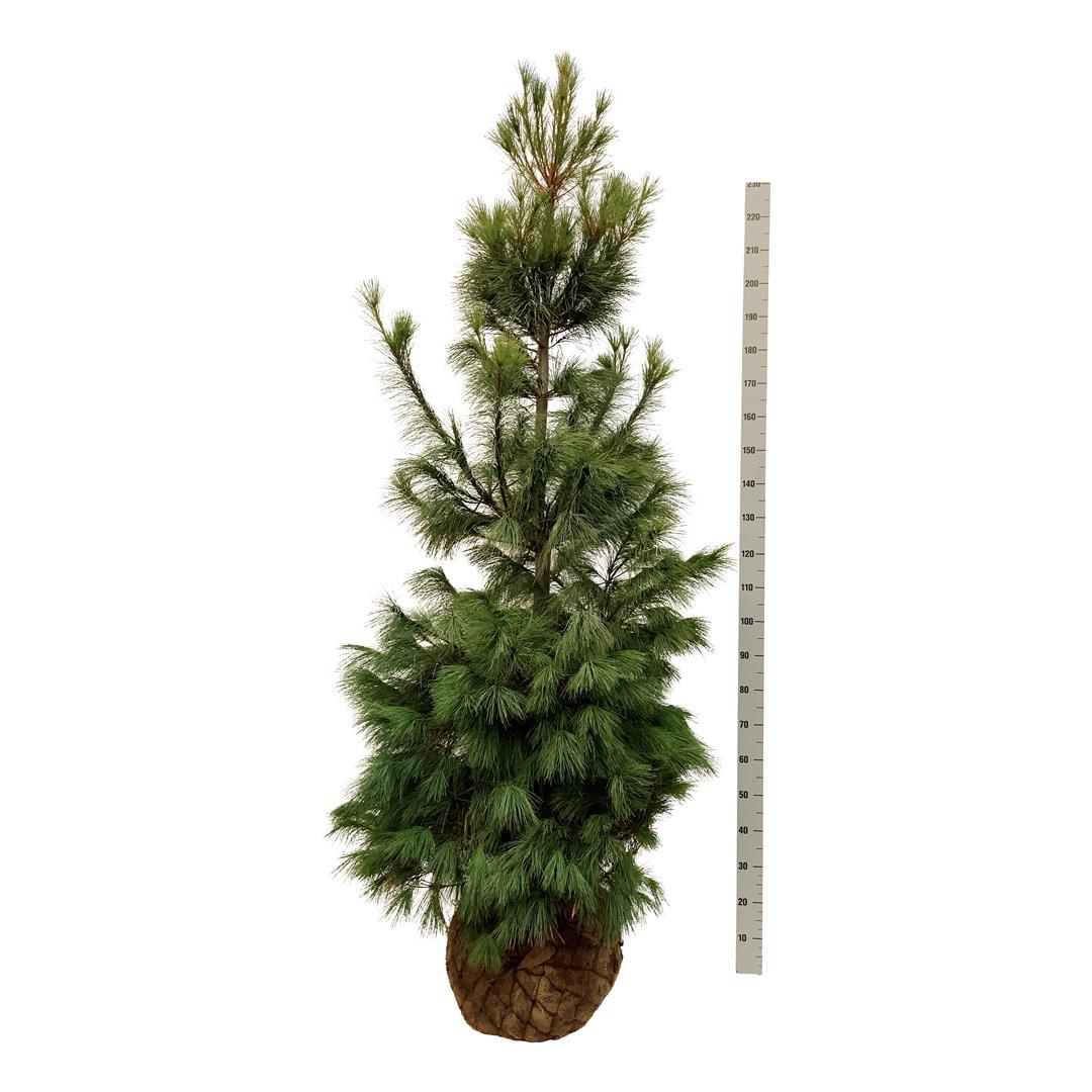 Tall strobus - 200-225 CM WRB EXTRA TRNSPL