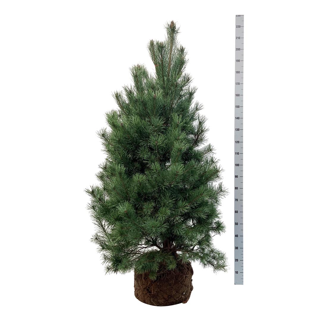 Pinus sylvestris C7,5 (7,5 liters kruka) 60-80 cm