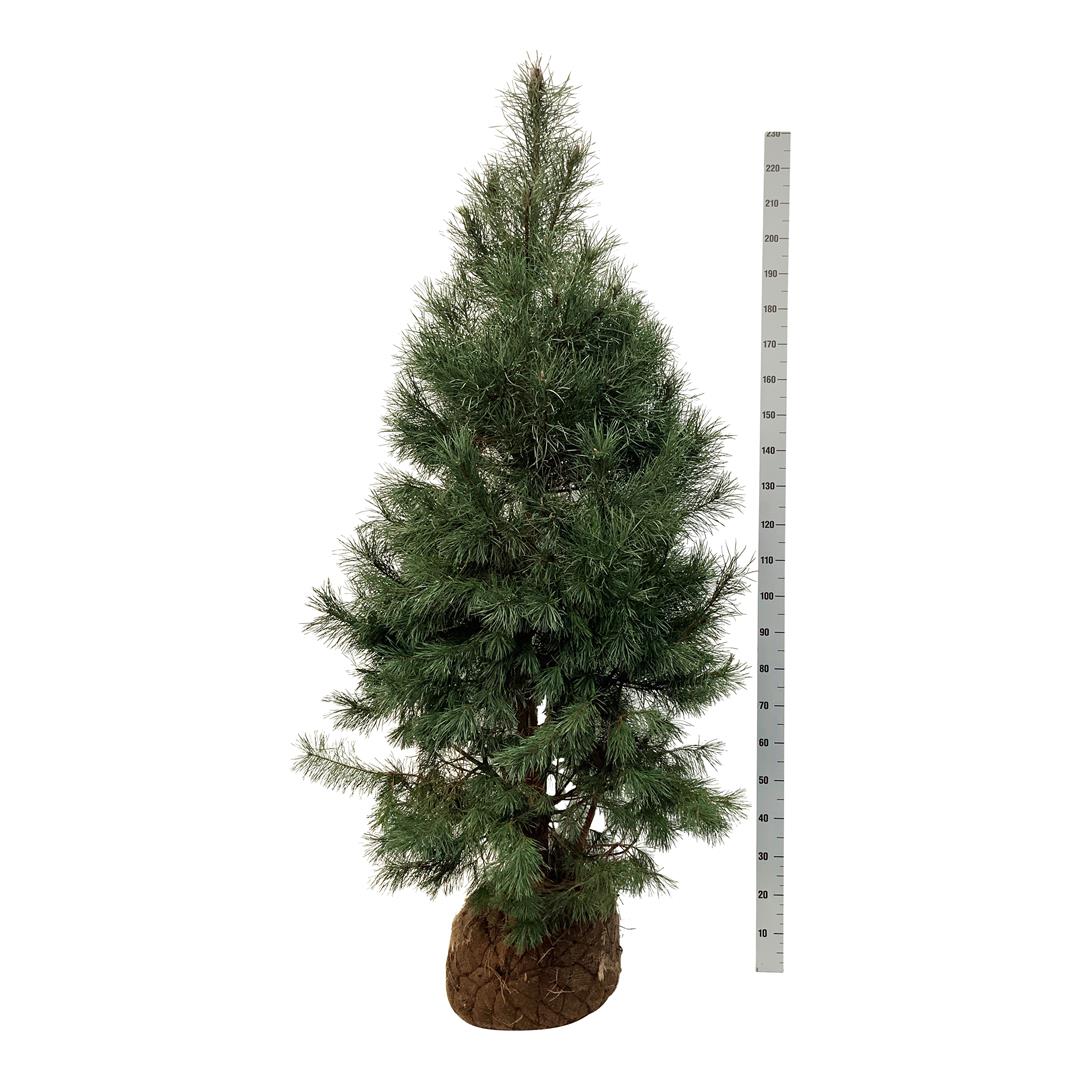Tall sylvestris - 175-200 CM WRB EXTRA TRNSPL