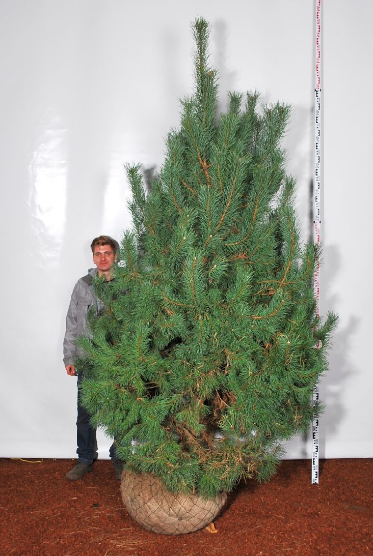 Tall sylvestris - 225-250 CM SOL WRB