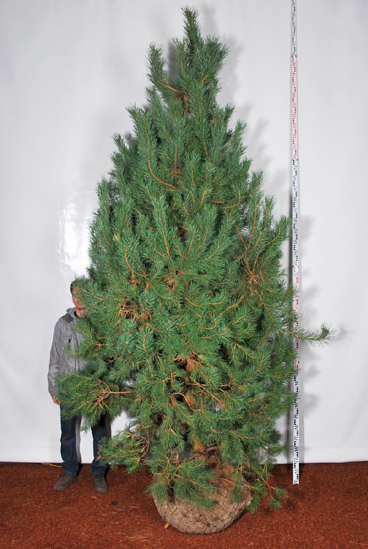 Tall sylvestris - 250-300 CM SOL RB