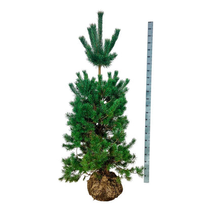 Pinus sylvestris 175-200 cm klump med trådnät