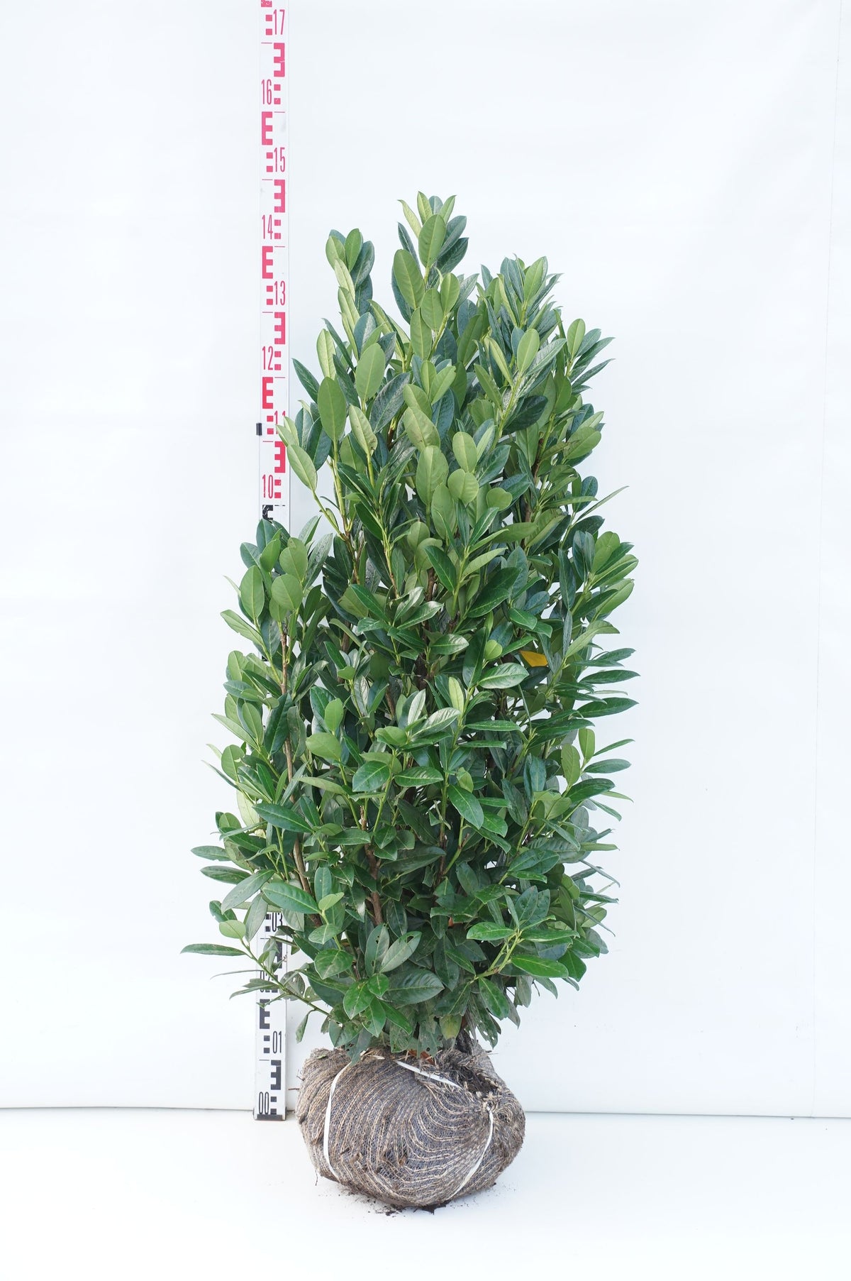 Prunus laurocerasus &