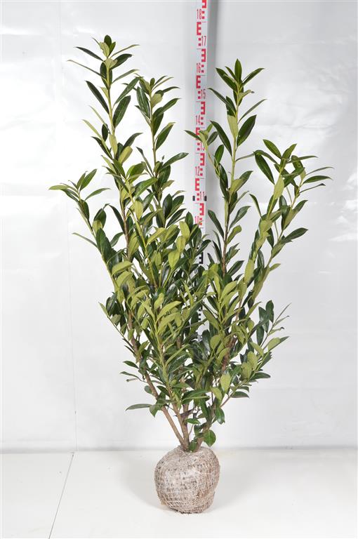 Körsbär laur. &