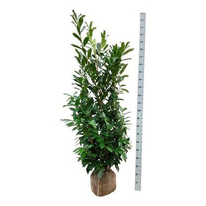 Prunus laur. &