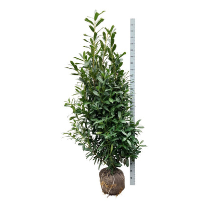 Prunus laurocerasus &
