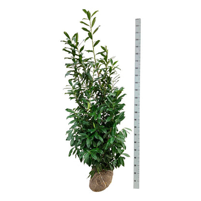 Lagerhägg Prunus laur. &