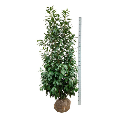 Prunus laurocerasus &