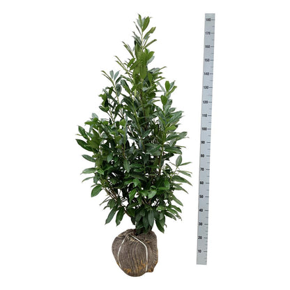 Prunus laurocerasus &
