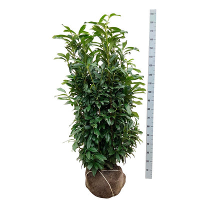 Prunus laurocerasus &