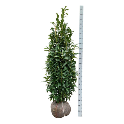 Prunus laurocerasus &
