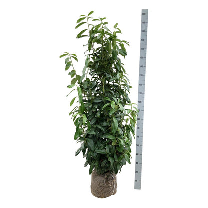 Prunus laurocerasus &