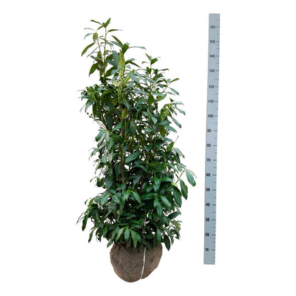 Prunus laurocerasus &