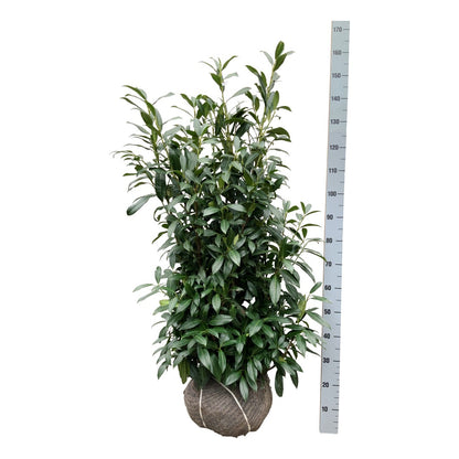 Prunus laurocerasus &