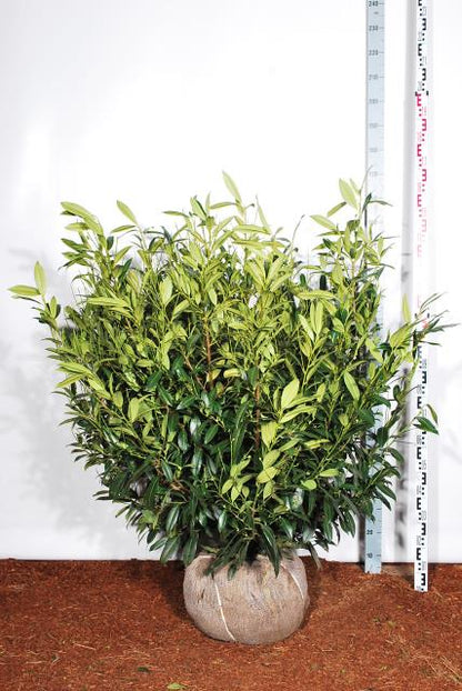 Prunus laur. &