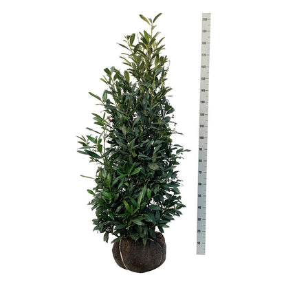 Prunus laur. &