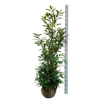 Prunus laurocerasus &