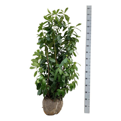 Prunus laurocerasus &