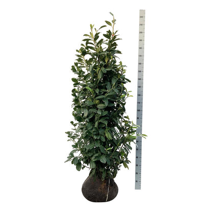 Prunus laur. &