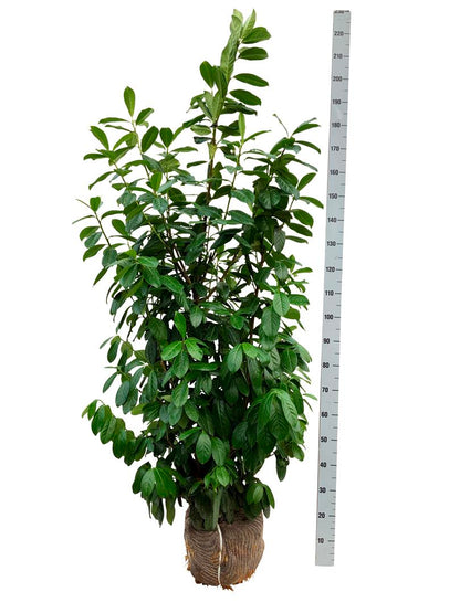 Prunus laur. &