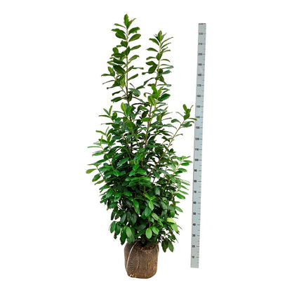 Prunus laur. &