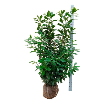 Prunus laur. &