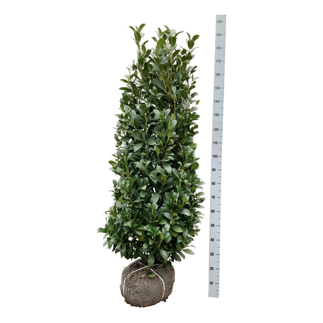Körsbär laur. &