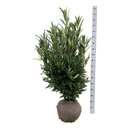 Lagerhägg Prunus laurocerasus &
