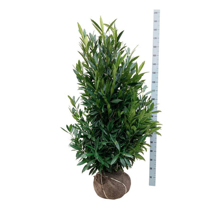 Prunus laurocerasus &