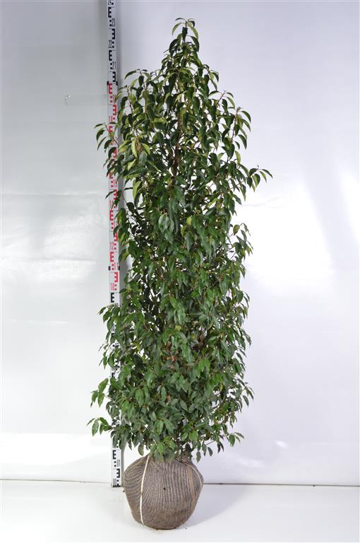 Prunus lusitanica &