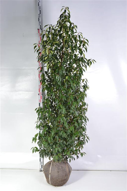 Prunus lusitanica &