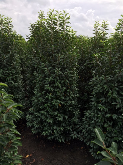Prunus lusitanica &