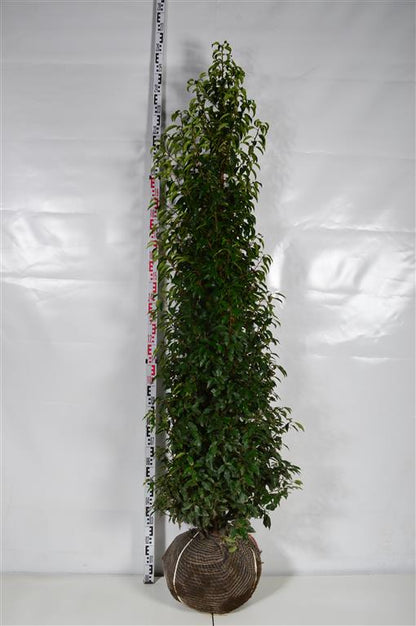 Prunus lusitanica &