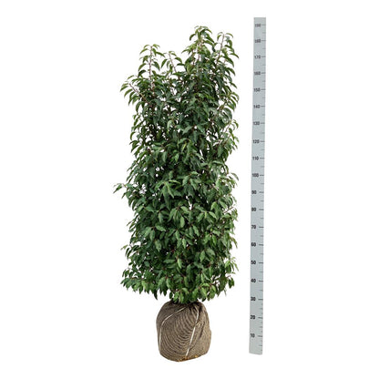 Prunus lus. &