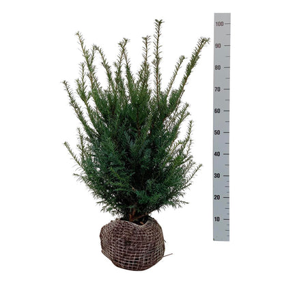 Taxus baccata 50-60 cm rotklump
