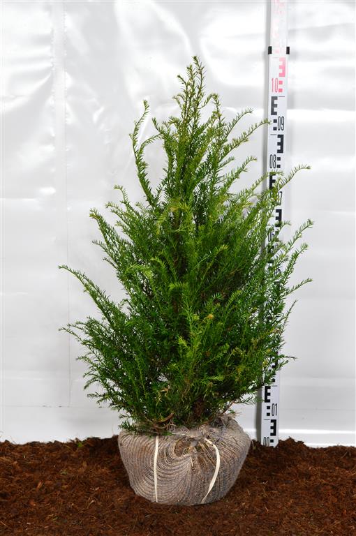 Idegran baccata - 60-80 CM RB