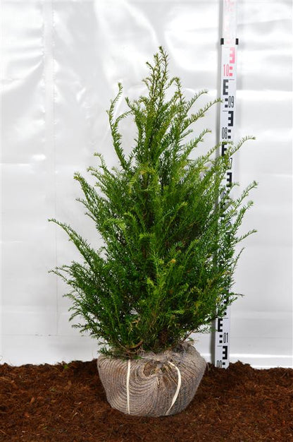 Taxus baccata 60-80 cm rotklump