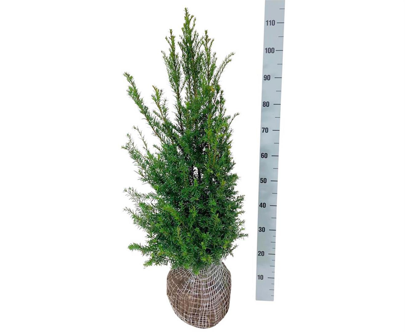 Taxus baccata 100-120 cm rotklump