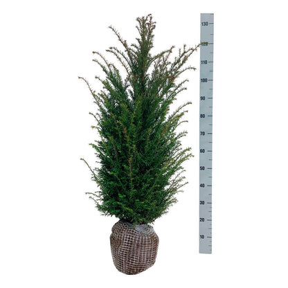 Taxus baccata 80-100 cm rotklump